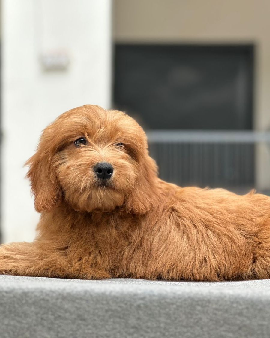 Goldendoodle