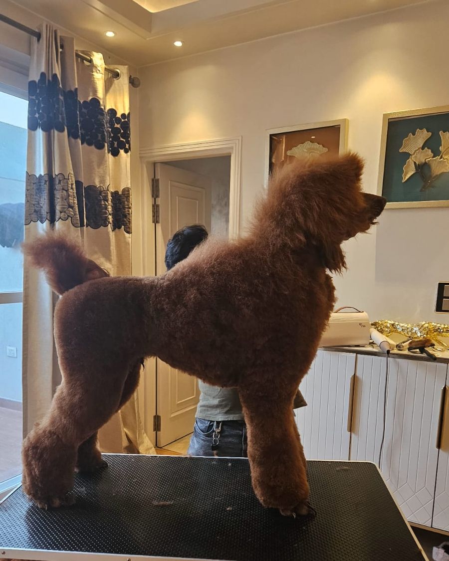 Standard Poodle